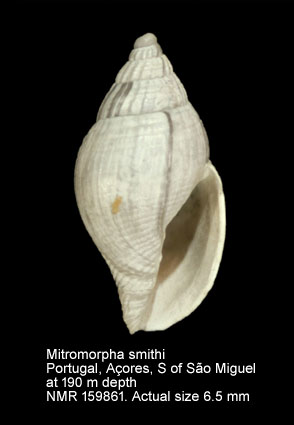 Mitromorpha smithi.jpg - Mitromorpha smithi Dautzenberg & H.Fischer,1896